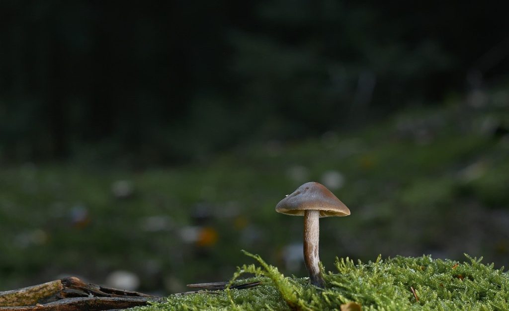 mushroom-8559536_1280